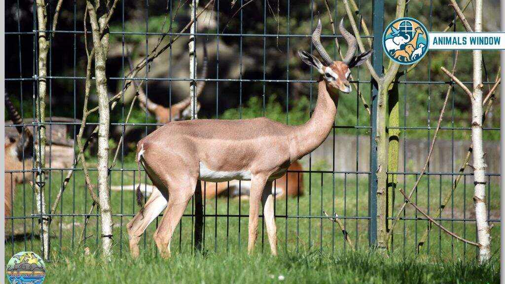 Gerenuk Animal With Long Necks