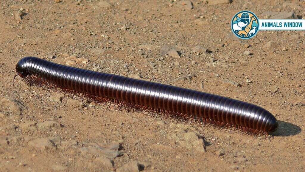 Giant African Millipede Docile & Friendly Animal in the World