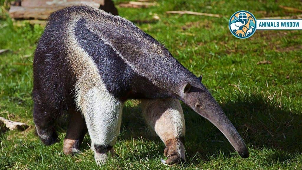 Giant Anteater Animal With Big Noses