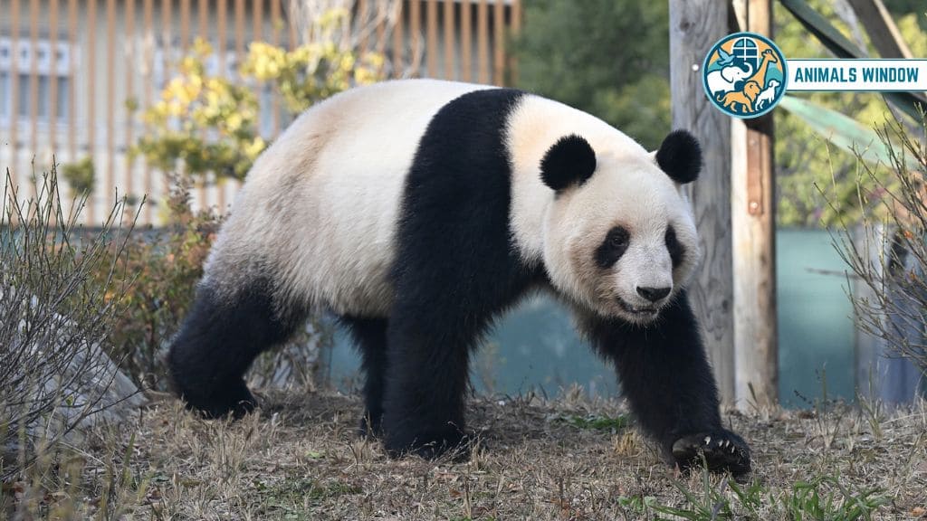Giant Panda Chubby Animal That Is Naturally Round