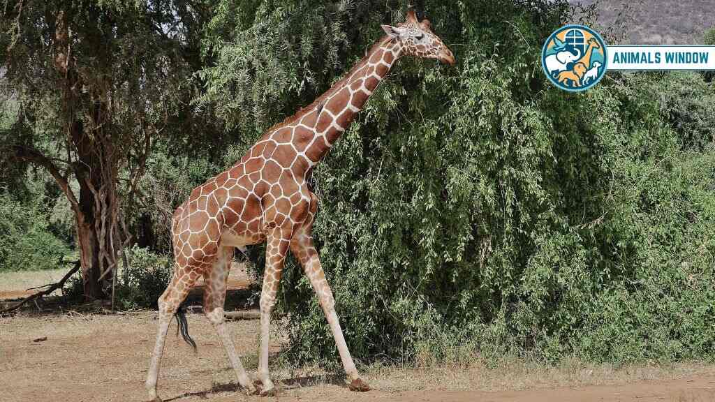 Giraffe Animal With Long Necks