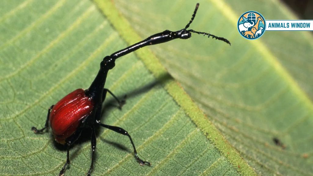 Giraffe Weevil Animal With Long Necks