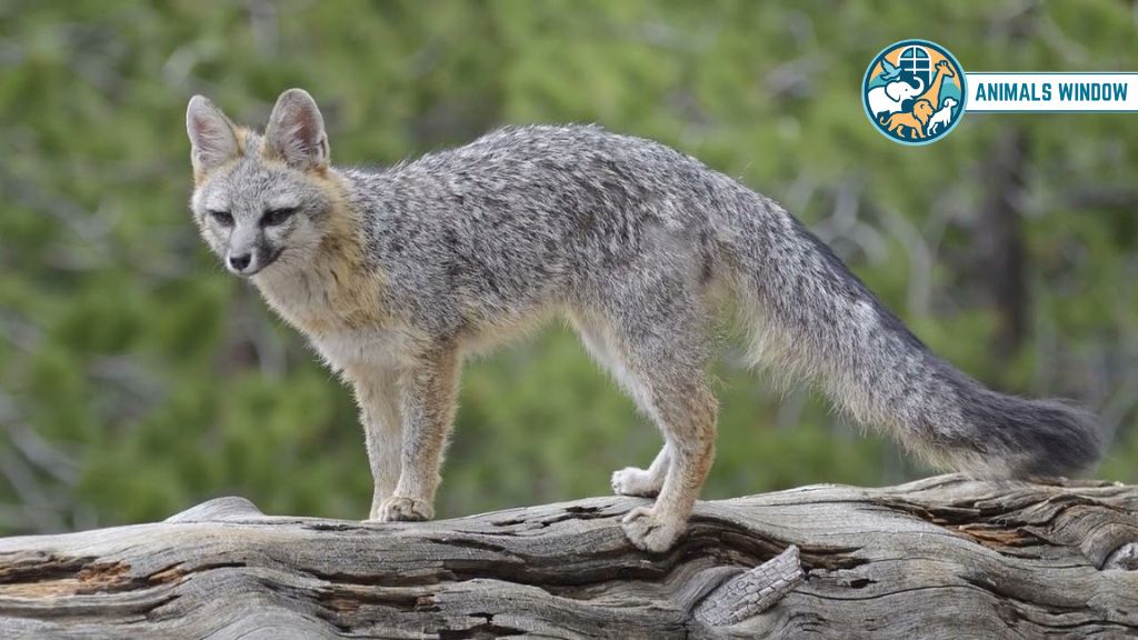 Gray Fox Animal That Eat Squirrels