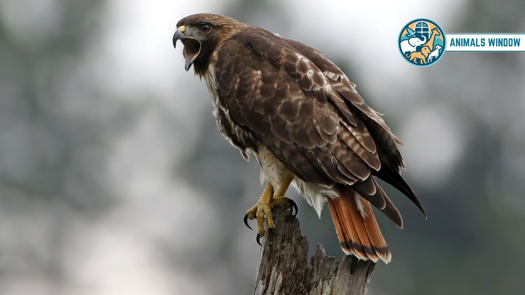 Hawk Animal That Eat Squirrels