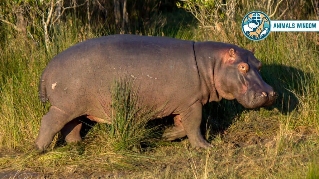 Hippopotamus Chubby Animal That Is Naturally Round