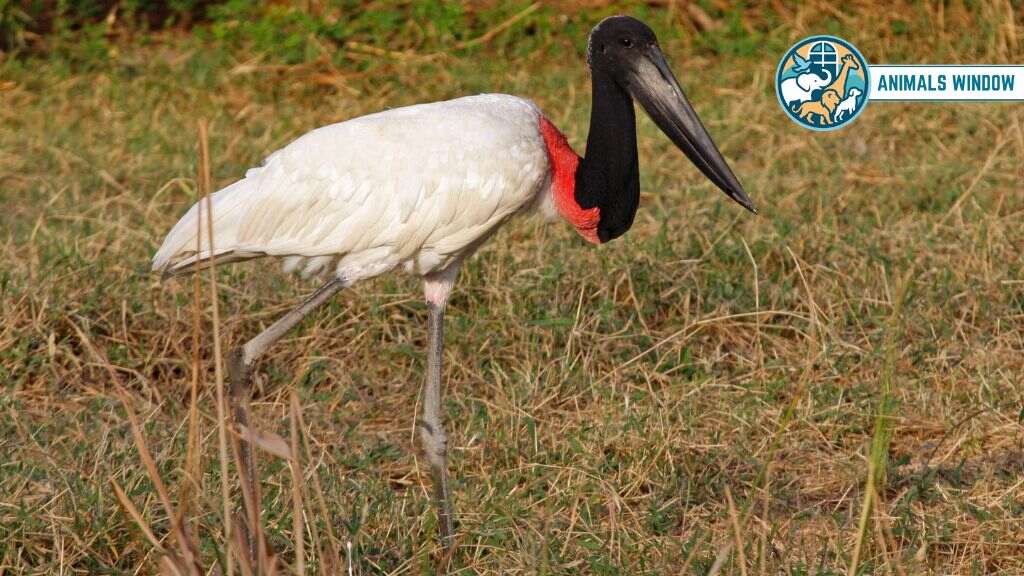 Jabiru Animal With Long Necks