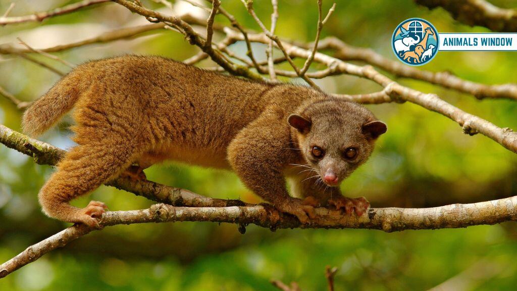 Kinkajou Animal Similar to Raccoons