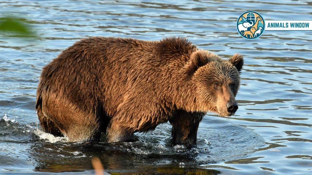 Kodiak Bear Chubby Animals That Is Naturally Round