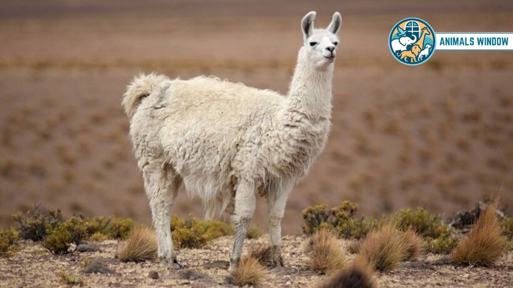 Llama Animal With Long Necks