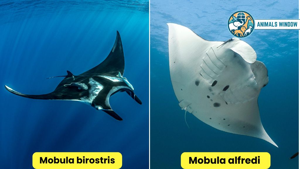 Manta Ray Docile & Friendly Animal in the World