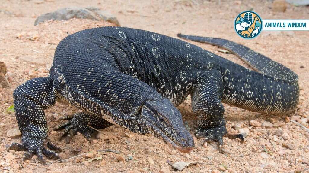 Monitor Lizard Animals With Long Necks