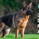 20 Most Docile & Friendly Animals in the World (With Pictures and Unique Facts)