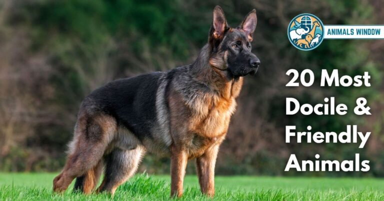 20 Most Docile & Friendly Animals in the World (With Pictures and Unique Facts)
