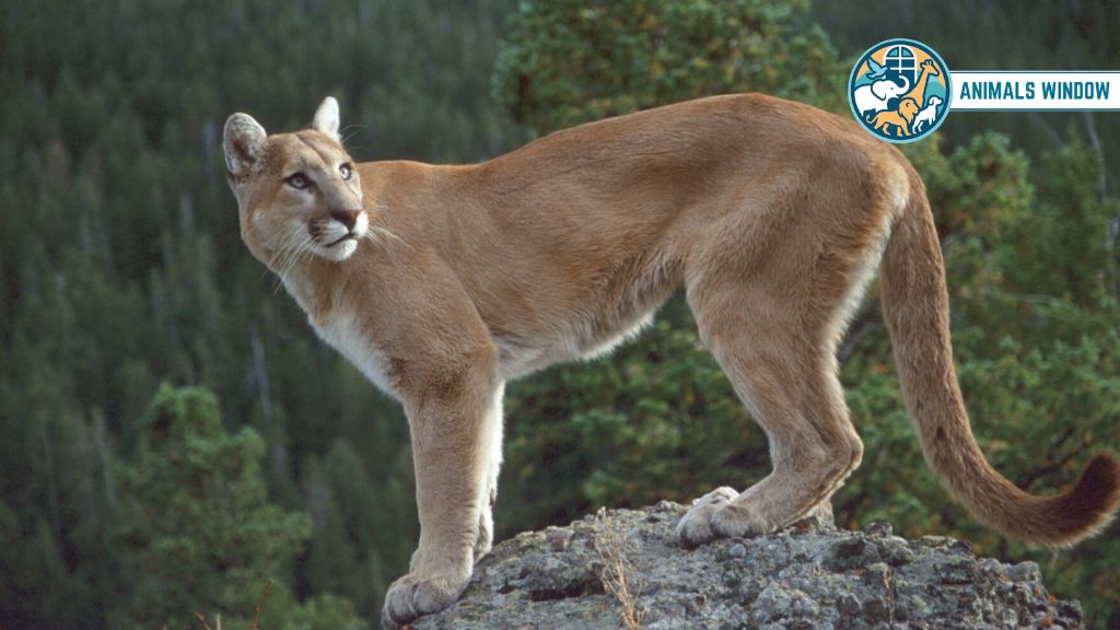 Mountain Lion Animal That Eat Squirrels
