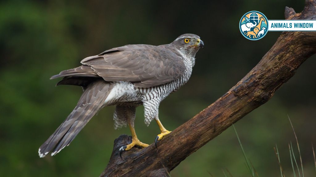 Northern Goshawk Animals That Eat Squirrels