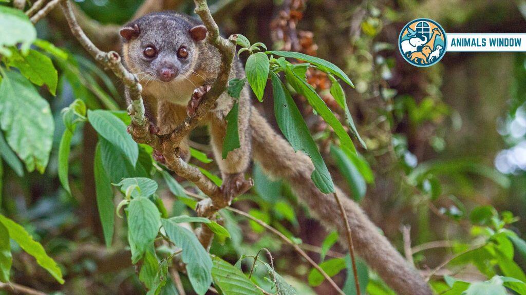 Olinguito Animal Similar to Raccoons