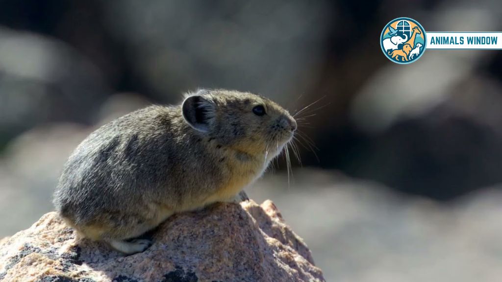 Pika Chubby Animals That Is Naturally Round