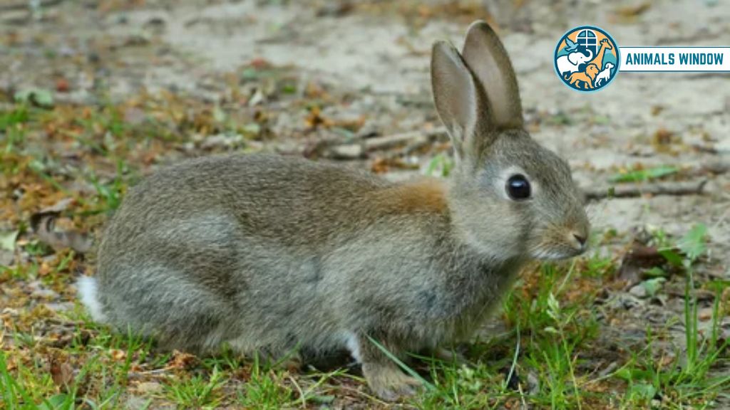 Rabbit Docile & Friendly Animal in the World