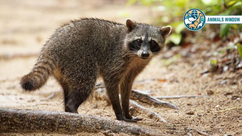 Raccoon Animals That Eat Squirrels