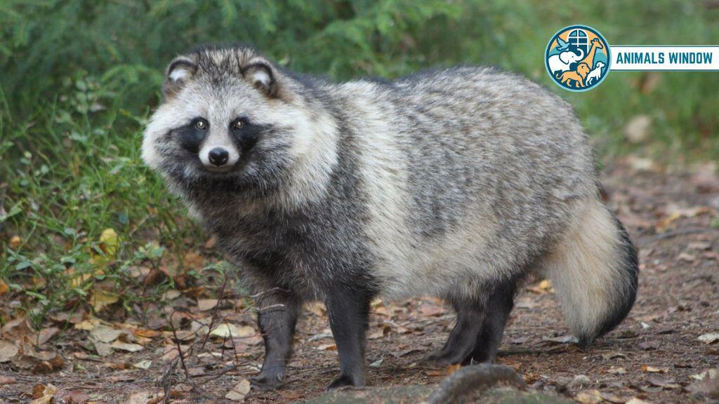 Raccoon Dog Animal Similar to Raccoons