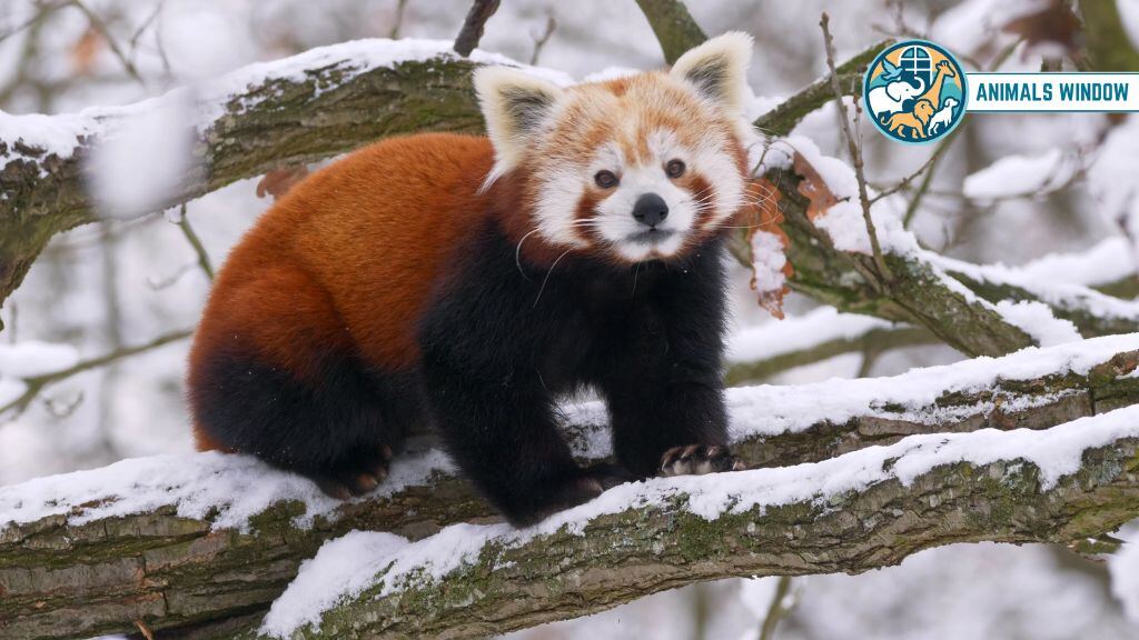 Red Panda Docile & Friendly Animals in the World