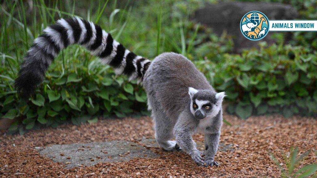 Ring-tailed Lemur Animals Similar to Raccoons