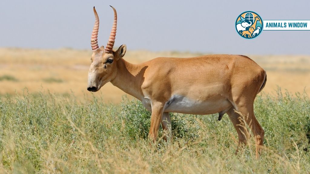 Saiga Antelope Animal With Big Noses