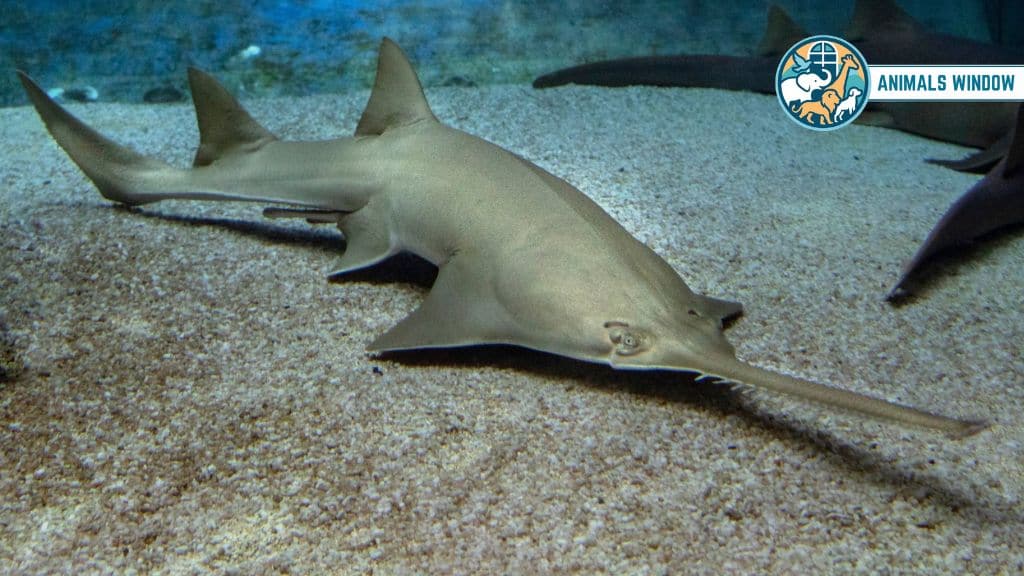 Sawfish Animals With Big Noses