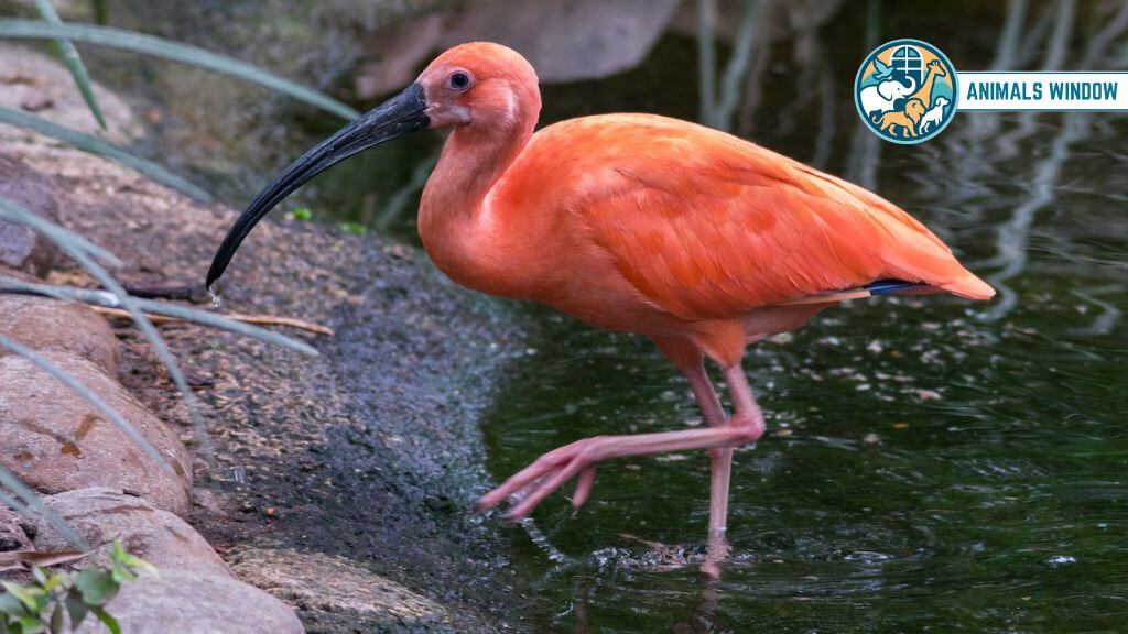 Scarlet Ibis Animals With Long Necks