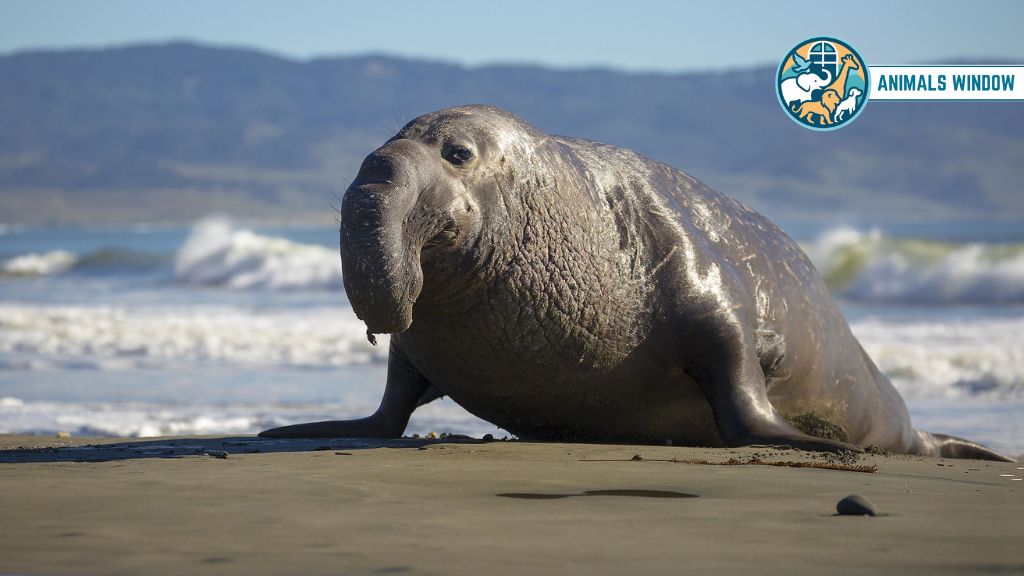 Southern Elephant Seal Chubby Animal That Is Naturally Round