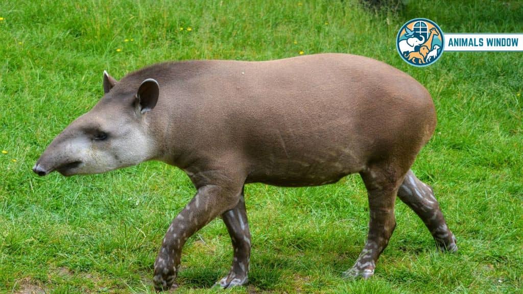 Tapir Animals With Big Noses