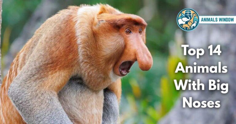 Top 14 Animals With Big Noses (With Pictures and Unique Facts)