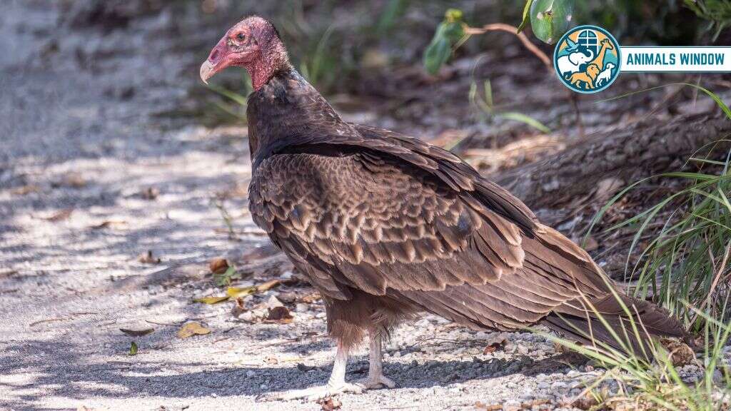 Turkey Vulture Animal With Long Necks