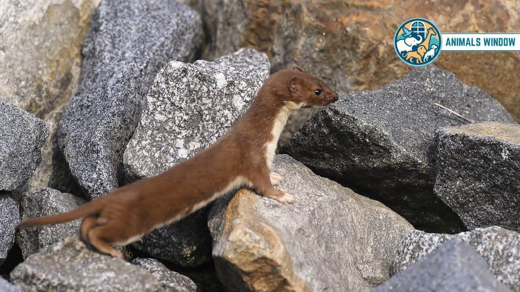 Weasel Animal That Eat Squirrels