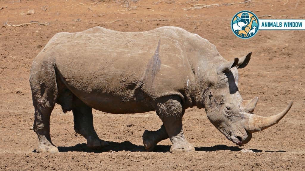 White Rhinoceros Chubby Animal That Is Naturally Round
