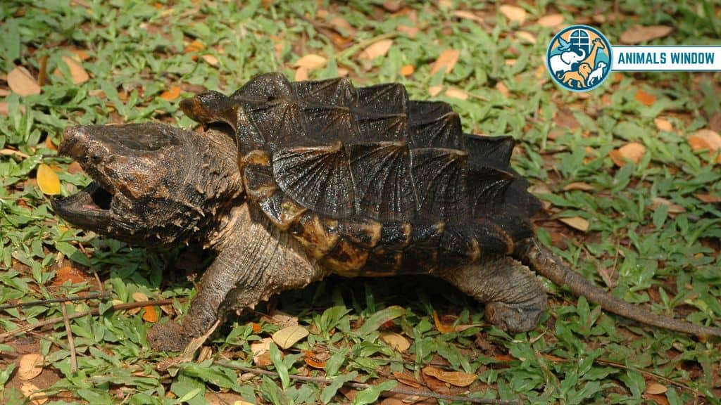 Alligator Snapping Turtle Animals with Claw