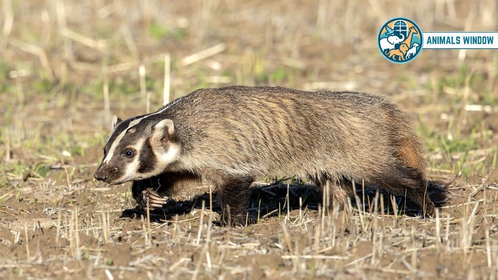 American Badger Animal with Claw