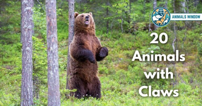 Animals with Claws (With Pictures and Unique Facts)