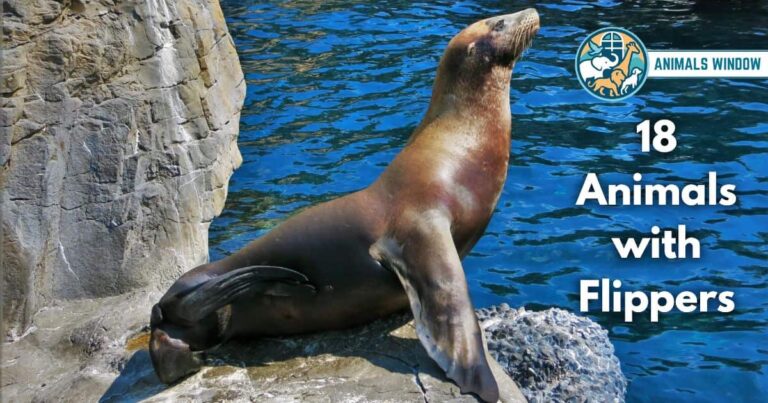 Animals with Flippers (With Pictures and Unique Facts)