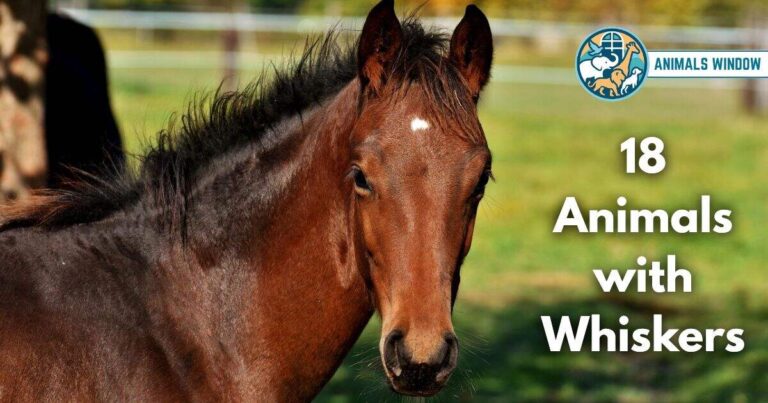 Animals with Whiskers (With Pictures and Unique Facts)