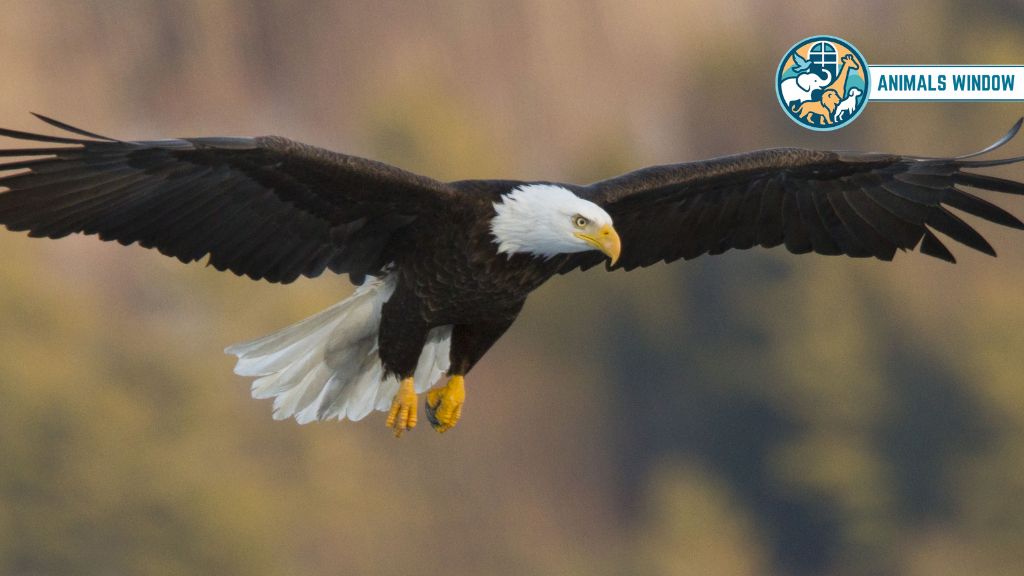 Bald Eagle Animals with Claw