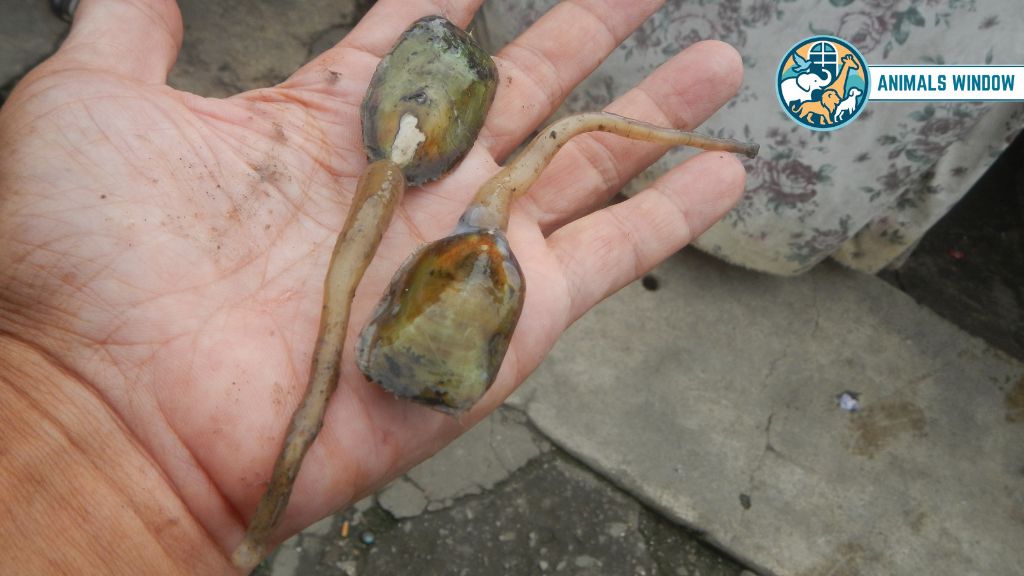 Brachiopods Animal with Shell