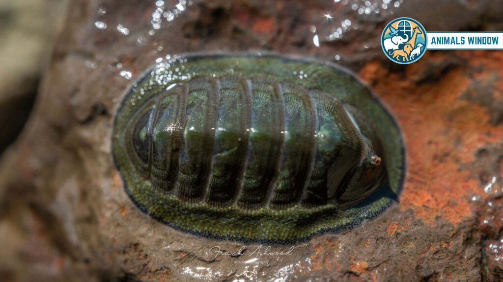 Chitons Animal with Shell