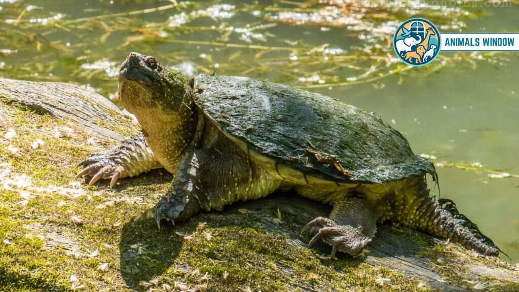 Common Snapping Turtle Animal with Shell