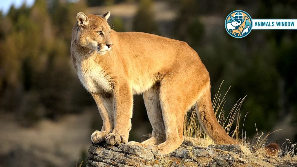 Cougar Animal with Claw