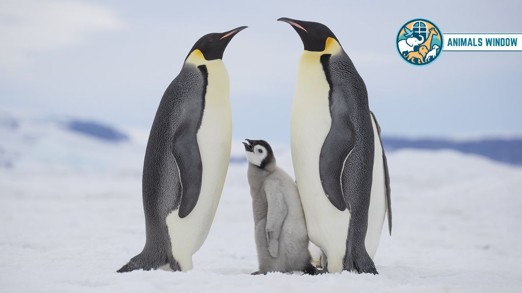 Emperor Penguin Animals with Flippers