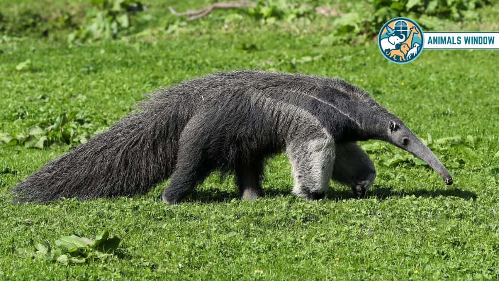 Giant Anteater Animal with Claw