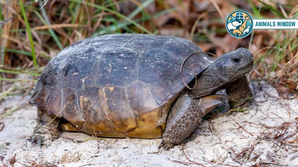 Gopher Tortoise Animal with Shell