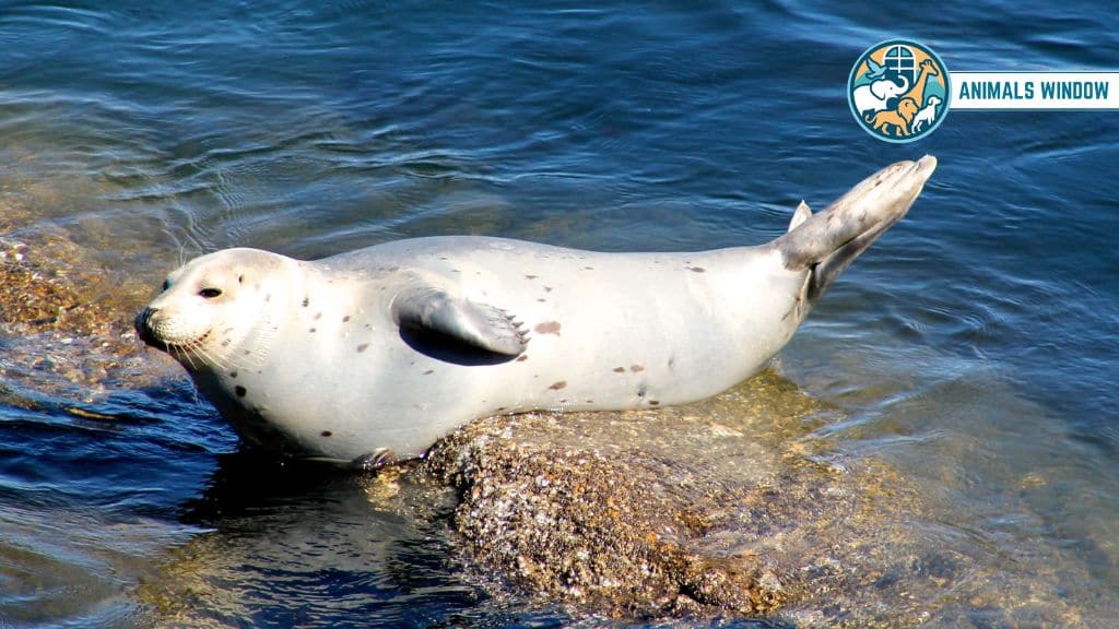 Harbor Seal Animals with Flippers