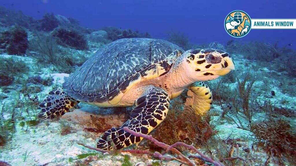 Hawksbill Sea Turtle Animals with Shell